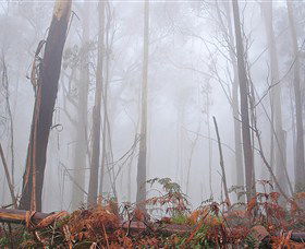 Mogo Bushwalk - Accommodation Sunshine Coast 1