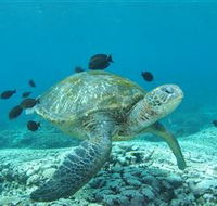 Flinders Reef Dive Site - Accommodation Sunshine Coast