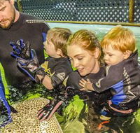 Irukandji Shark and Ray Encounters - Accommodation Sunshine Coast