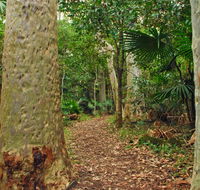 Depot Beach Rainforest walk - Accommodation Sunshine Coast