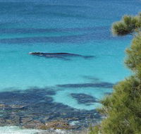 Jervis Bay Marine Park - Accommodation Sunshine Coast