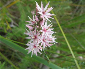 Booderee National Park: Green Patch And Telegraph Creek Walking Tracks - Accommodation Sunshine Coast 5