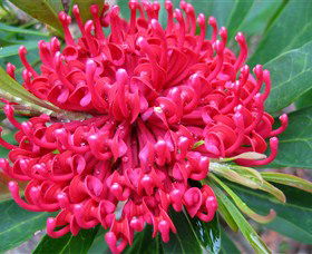 Booderee National Park: Green Patch And Telegraph Creek Walking Tracks - Accommodation Sunshine Coast 3