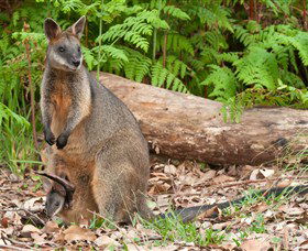 Booderee National Park: Green Patch And Telegraph Creek Walking Tracks - Accommodation Sunshine Coast 7