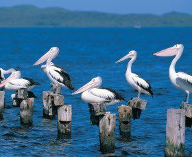 Walpole-Nornalup Inlets - Accommodation Sunshine Coast 1