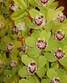 Tinonee Orchid Nursery - Accommodation Sunshine Coast 1