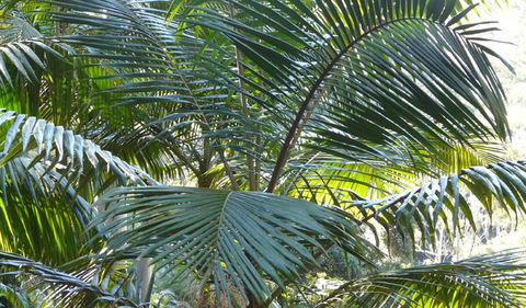Bangalore Falls Walking Track - Accommodation Sunshine Coast 0