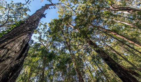 Brimbin Nature Reserve - Accommodation Sunshine Coast 3