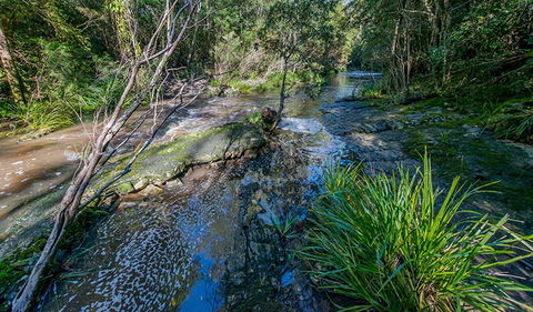 Dawson River Walking Track - Accommodation Sunshine Coast 0