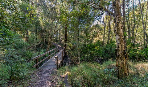 Dawson River Walking Track - Accommodation Sunshine Coast 1