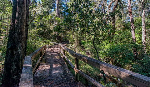 Dawson River Walking Track - Accommodation Sunshine Coast 3