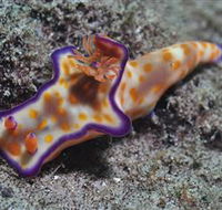 Curtain Artificial Reef Dive Site - Accommodation Sunshine Coast