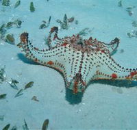 The Pines Dive Site - Accommodation Sunshine Coast