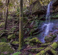 Coorabakh National Park - Accommodation Sunshine Coast