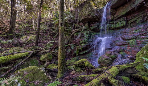Coorabakh National Park - Accommodation Sunshine Coast 0