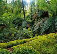 Errinundra National Park - Accommodation Sunshine Coast