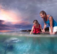 Tangalooma Dolphin Feeding - Accommodation Sunshine Coast
