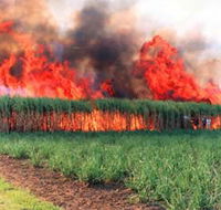 Reeves Family Sugar Cane Farm - Accommodation Sunshine Coast