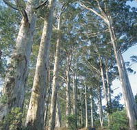 The Great Forest Trees Drive - Accommodation Sunshine Coast