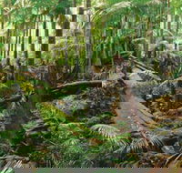 Wollumbin-Mount Warning National Park - Accommodation Sunshine Coast