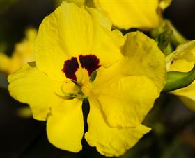 Flora - Accommodation Sunshine Coast 1