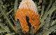 Flora - thumb 2