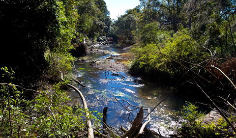 Coramba Nature Reserve - Accommodation Sunshine Coast 1