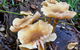 Coramba Nature Reserve - thumb 2