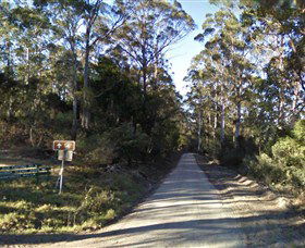 Box Cutting Rainforest Walk - Accommodation Sunshine Coast 0
