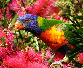 Box Cutting Rainforest Walk - Accommodation Sunshine Coast 1