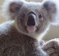 Koala Care Centre in Lismore - Accommodation Sunshine Coast