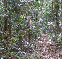 Big Scrub loop walking track - Accommodation Sunshine Coast