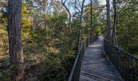 Myanba Gorge Walking Track - Accommodation Sunshine Coast 1