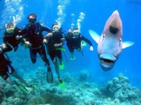 Henderson's Rock Dive Site - Accommodation Sunshine Coast 0