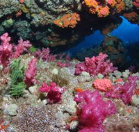 Cherubs Cave Dive Site - Accommodation Sunshine Coast