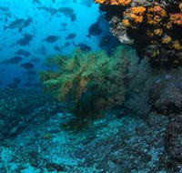 Henderson Rock Dive Site - Accommodation Sunshine Coast