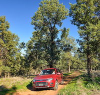 Wallingat Forest drive - Accommodation Sunshine Coast