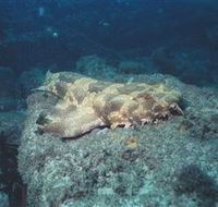 Scottish Prince Dive Site - Accommodation Sunshine Coast