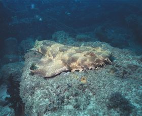Scottish Prince Dive Site - Accommodation Sunshine Coast 0