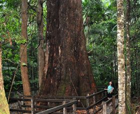 Bird Tree And Benaroon - Accommodation Sunshine Coast 0