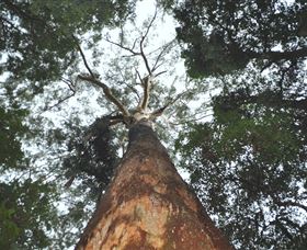 Bird Tree And Benaroon - Accommodation Sunshine Coast 1