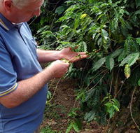 Wombah Coffee Plantation - Accommodation Sunshine Coast