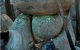 Mount Gulaga (Mount Dromedary) Walk - thumb 1