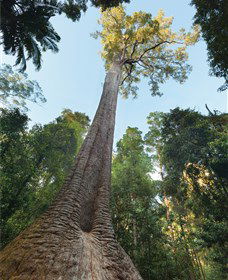 Burrawan State Forest - Accommodation Sunshine Coast 1