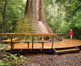 Burrawan State Forest - Accommodation Sunshine Coast 0