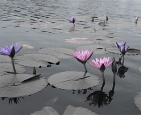 Abundance Lifestyle And Garden - Accommodation Sunshine Coast 8