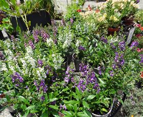 Abundance Lifestyle And Garden - Accommodation Sunshine Coast 7