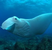 Manta Bommie Dive Site - Accommodation Sunshine Coast