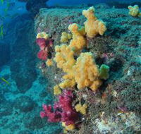 Shag Rock Dive Site - Accommodation Sunshine Coast