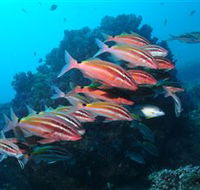 Flat Rock Dive Site - Accommodation Sunshine Coast